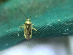 Closterotomus trivialis