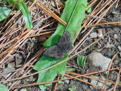Incisus incisus