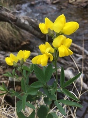 Thermopsis