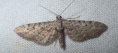 Gymnoscelis rufifasciata