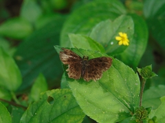 Staphylus chlorocephala