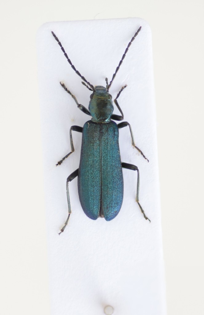 Ischnomera caerulea