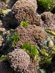 Lithothrix aspergillum