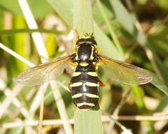 Xanthogramma citrofasciatum
