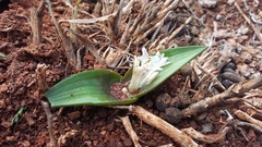 Lachenalia ensifolia