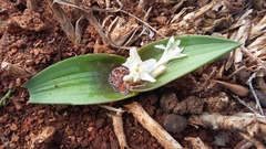 Lachenalia ensifolia