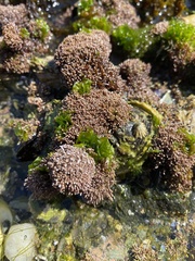 Lithothrix aspergillum