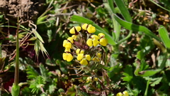Triphysaria eriantha