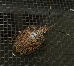 Antiteuchus macraspis