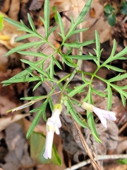 Cardamine dissecta