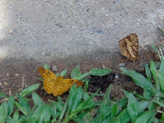 Myscelus amystis epigona