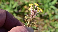 Triphysaria eriantha