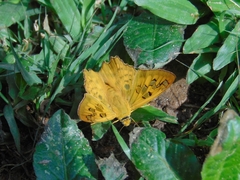 Myscelus amystis epigona