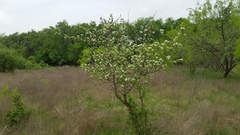 Crataegus texana