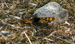 Eurranthis plummistaria