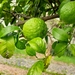 Limón Persa - Photo (c) marie-piedra, algunos derechos reservados (CC BY-NC)