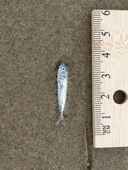 Scomber australasicus