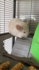 Chinchilla chinchilla