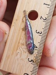 Scomber australasicus