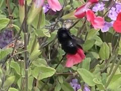 Xylocopa tabaniformis orpifex
