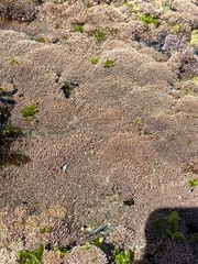 Lithothrix aspergillum