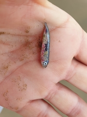 Scomber australasicus