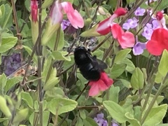 Xylocopa tabaniformis orpifex