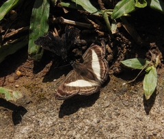 Sophista plinius