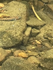 Etheostoma spectabile