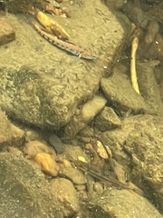 Etheostoma spectabile