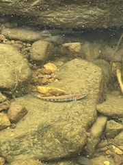 Etheostoma spectabile