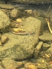 Etheostoma spectabile