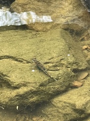 Etheostoma spectabile