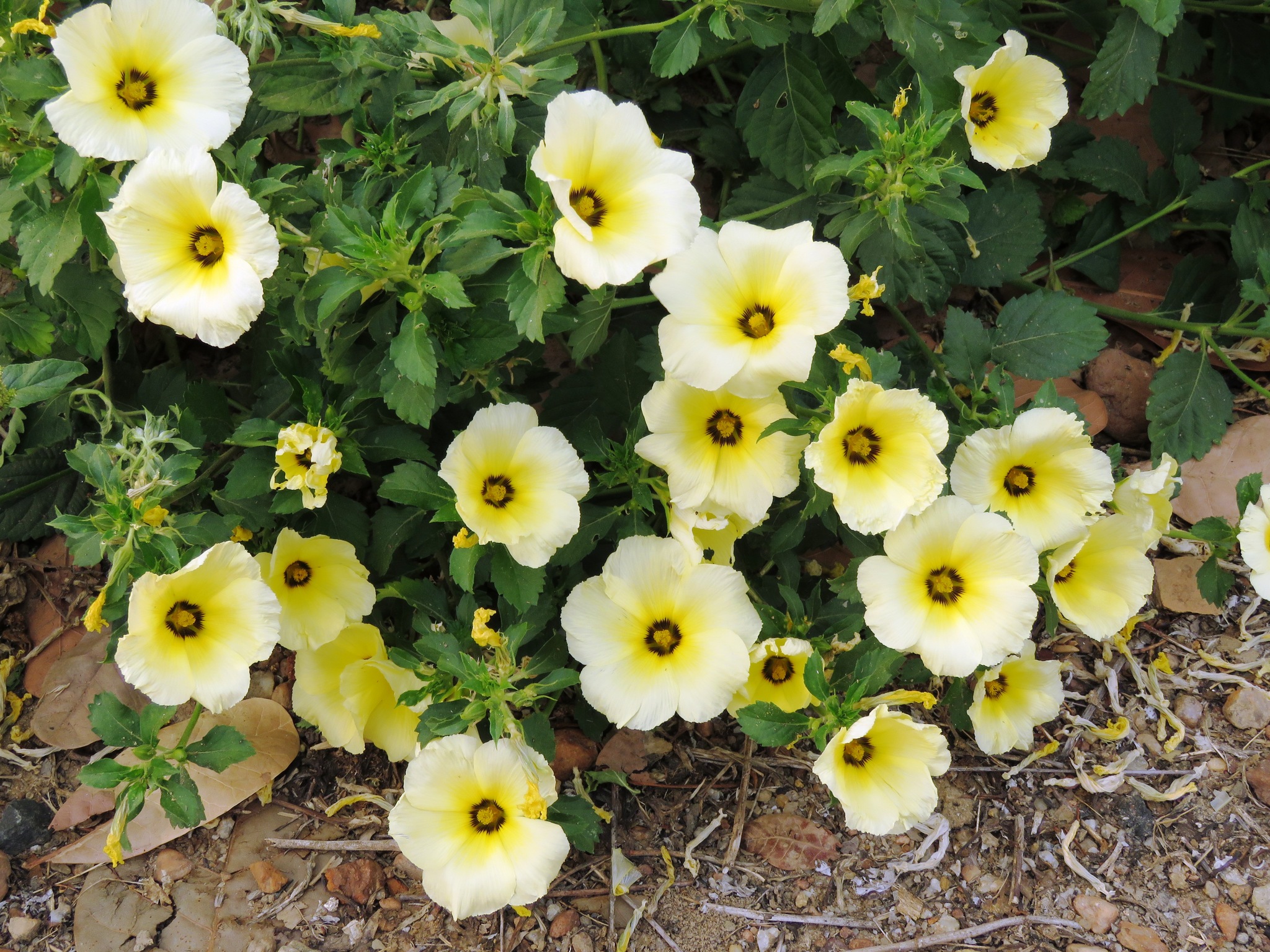 Turnera subulata