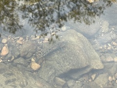 Etheostoma spectabile