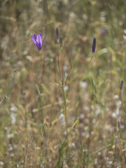 Brodiaea sierrae