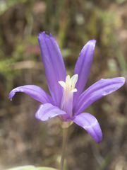 Brodiaea sierrae