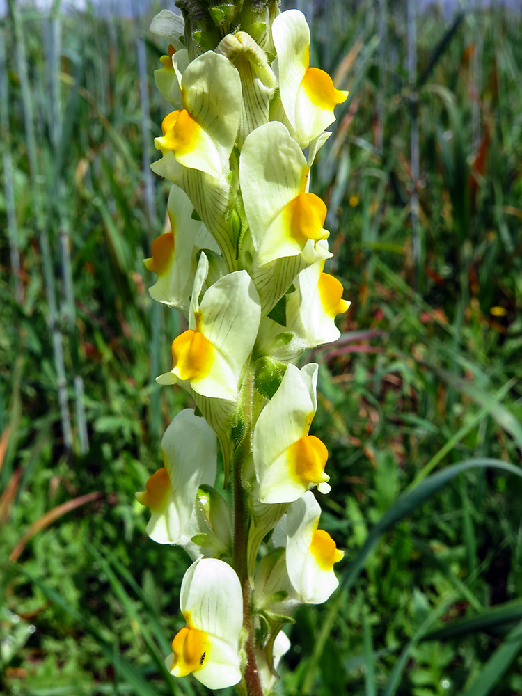 Linaria hirsuta