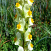 Linaria hirta - Photo (c) Rui Cambraia, some rights reserved (CC BY-NC), uploaded by Rui Cambraia