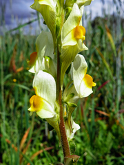 Linaria hirta