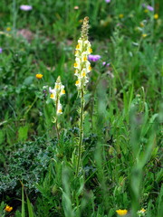Linaria hirta