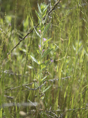 Epilobium torreyi