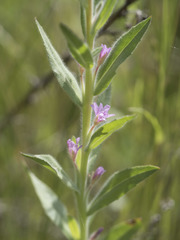 Epilobium torreyi