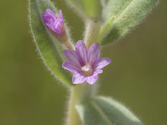 Epilobium torreyi