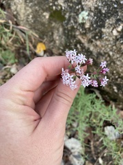 Stevia satureiifolia