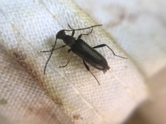 Grammoptera
