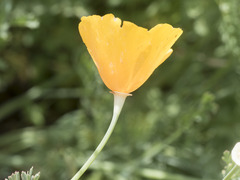 Eschscholzia californica californica