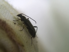 Grammoptera