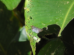 Pythonides lancea