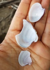 Hysteroconcha lupanaria